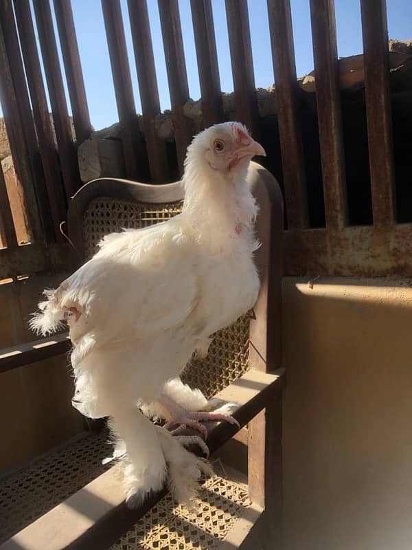 White buff chicks 1