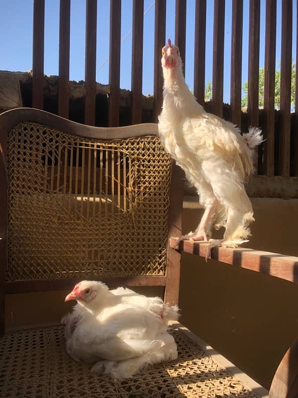 White buff chicks 3