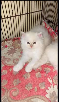 Persian cat for sale male or female my WhatsApp 0313=49=25=408