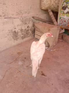 aseel heera hen and chicks hen Ready to breed cal WhatsApp 3453688372