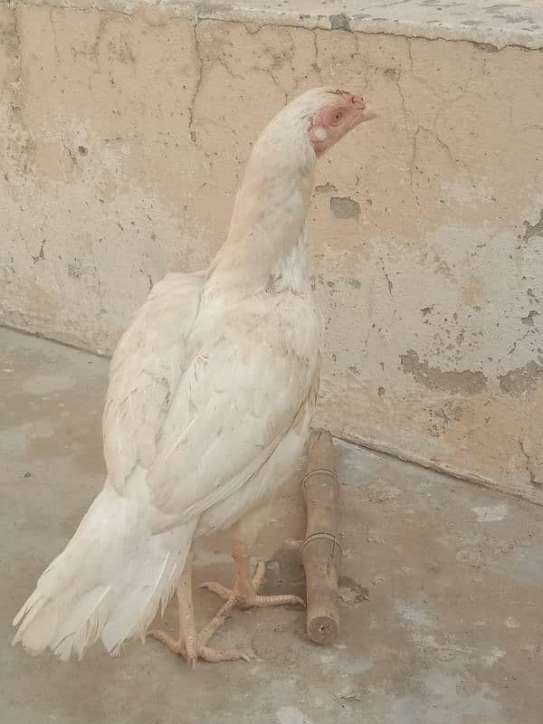 aseel heera hen and chicks hen Ready to breed cal WhatsApp 3453688372 1