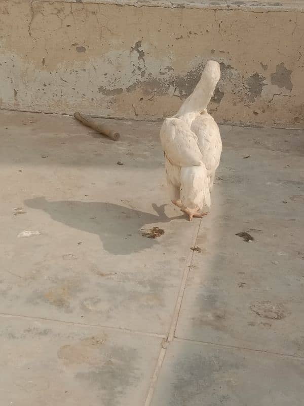 aseel heera hen and chicks hen Ready to breed cal WhatsApp 3453688372 3