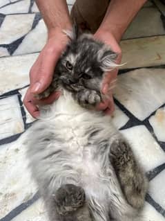 3 months triple coated Persian kitten colour grey and white