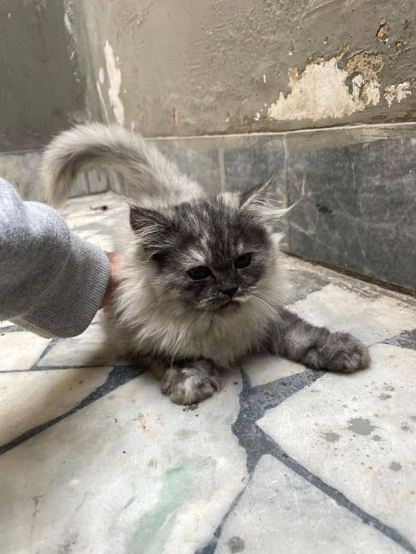 3 months triple coated Persian kitten colour grey and white 5