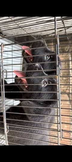 Female Black Labrador