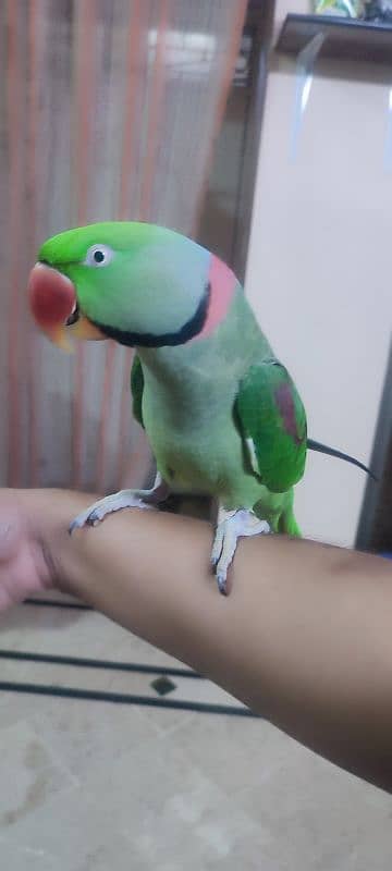 Alexandrine Parakeet (Paharii) Male Hand Tame Talkative 0