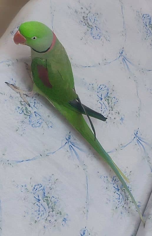 Alexandrine Parakeet (Paharii) Male Hand Tame Talkative 1