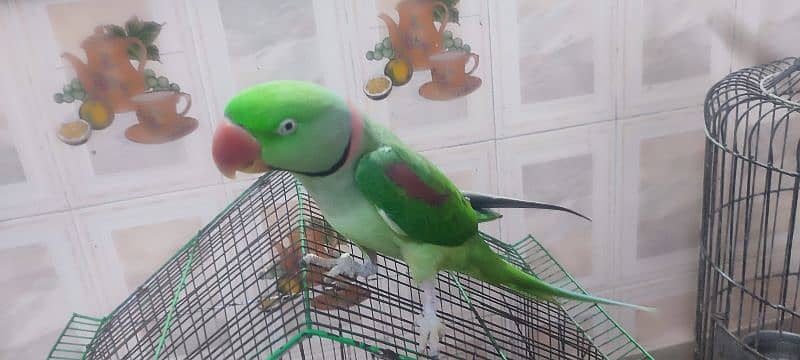 Alexandrine Parakeet (Paharii) Male Hand Tame Talkative 3