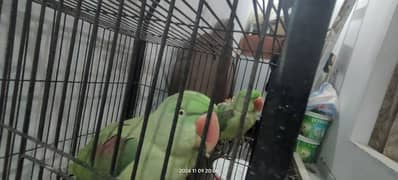 raw parrot