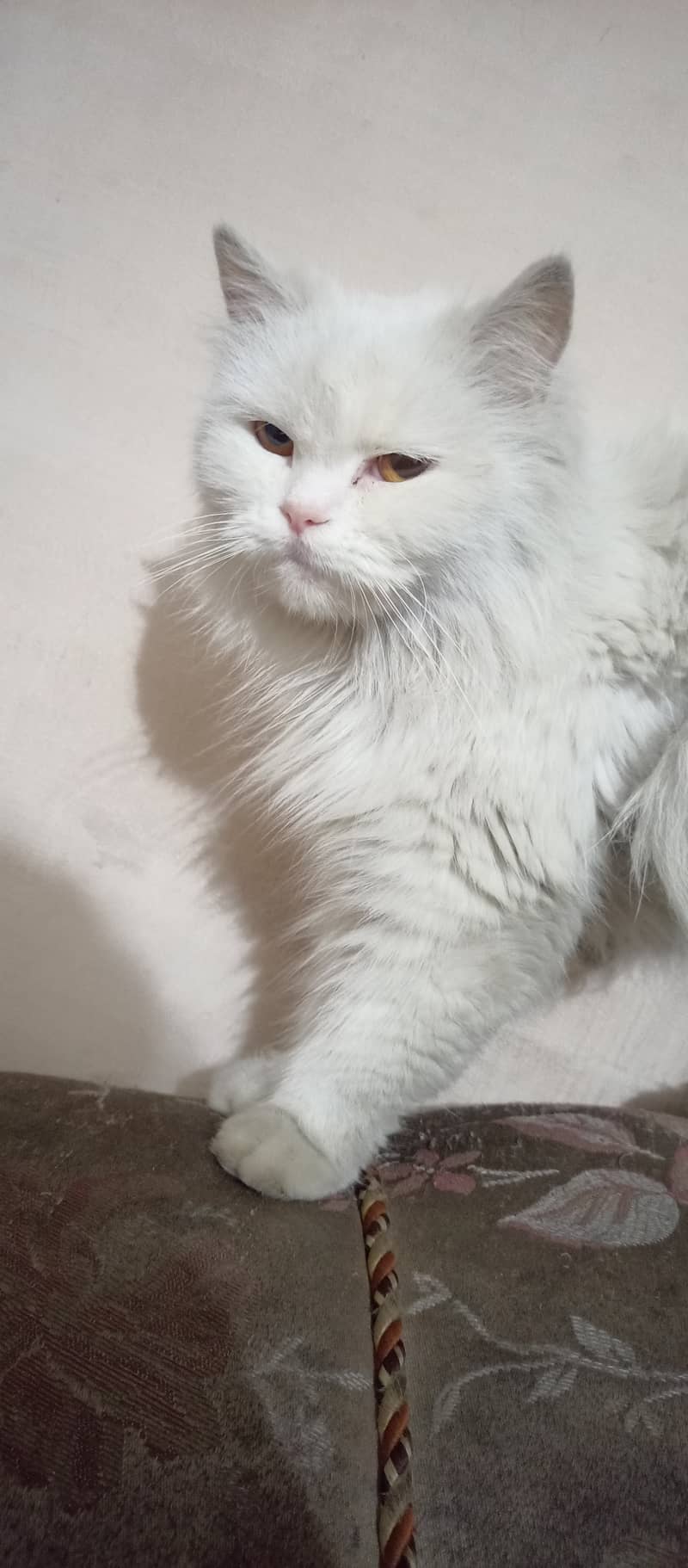 Persian cat female triple coat long fur friendly, cute and cuddler cat 1