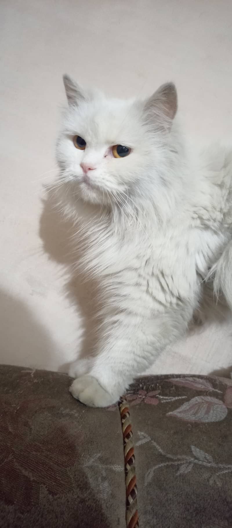 Persian cat female triple coat long fur friendly, cute and cuddler cat 2