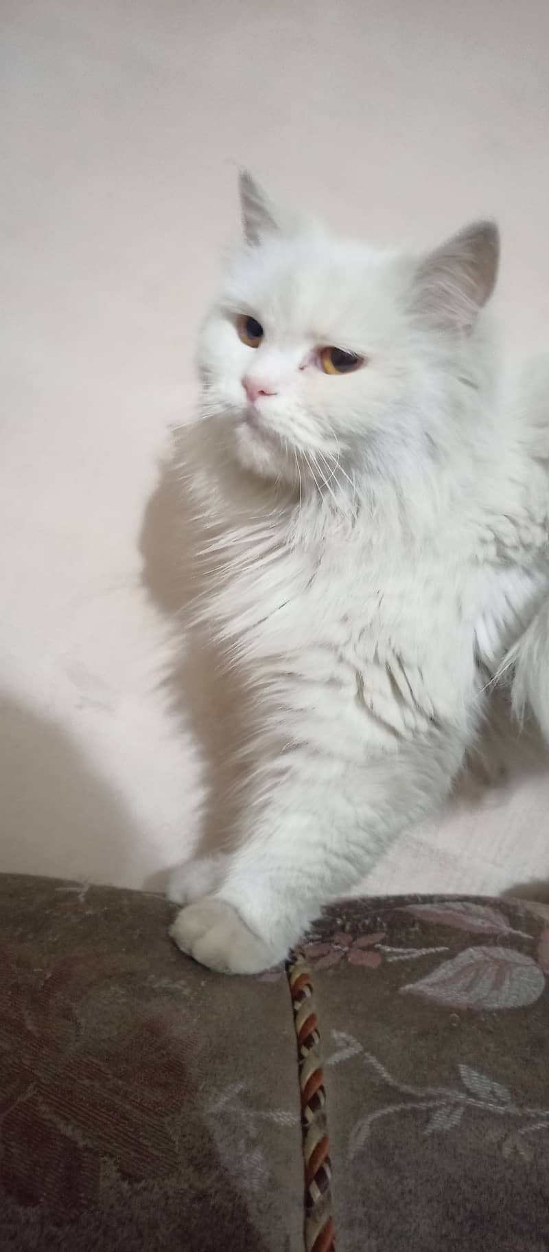 Persian cat female triple coat long fur friendly, cute and cuddler cat 3