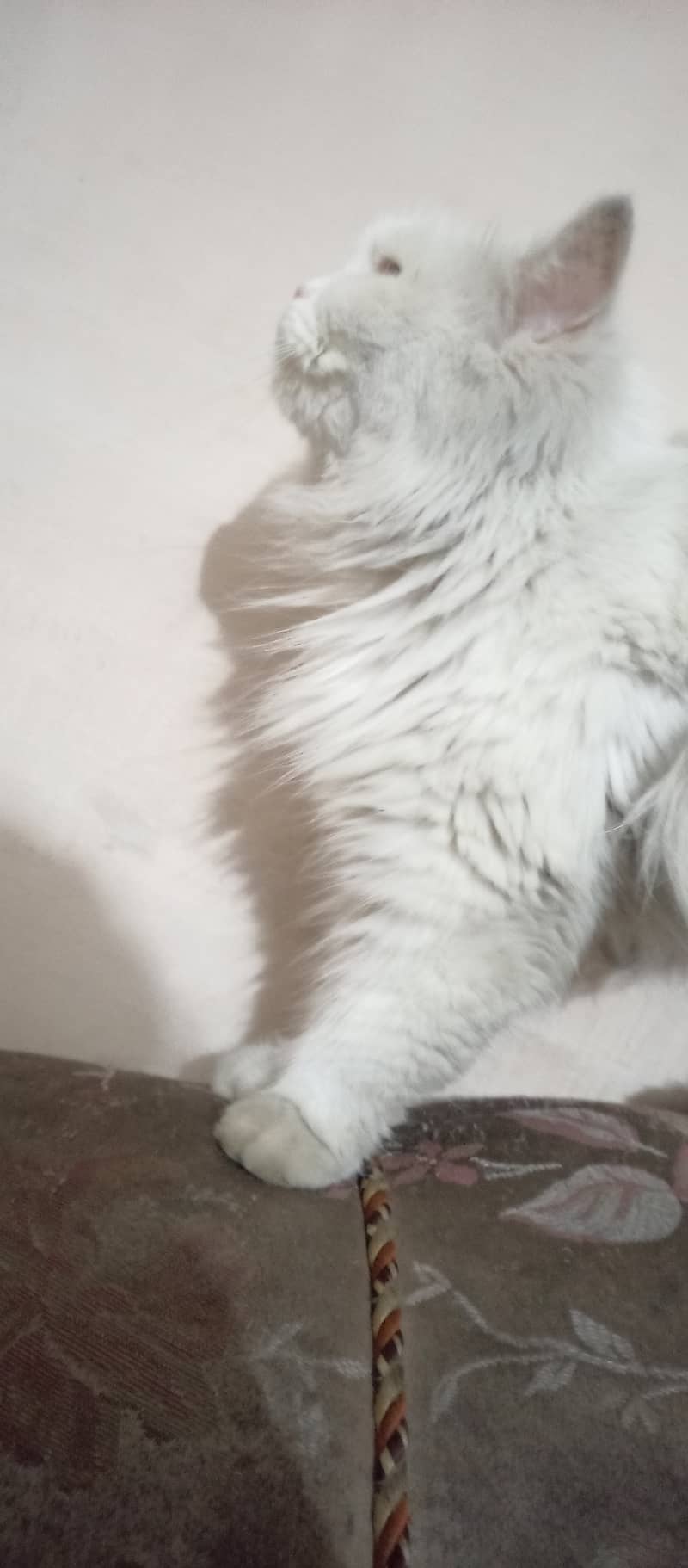 Persian cat female triple coat long fur friendly, cute and cuddler cat 4