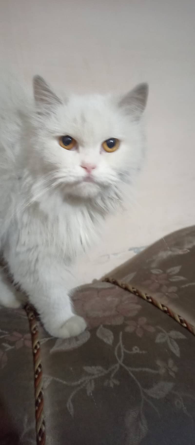 Persian cat female triple coat long fur friendly, cute and cuddler cat 6