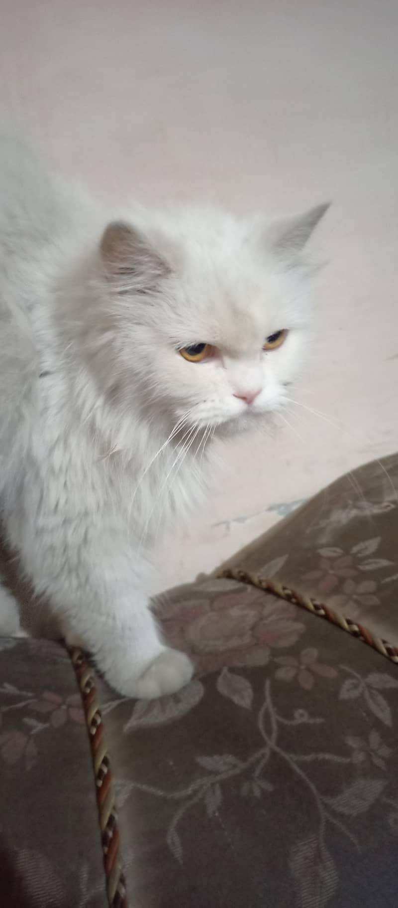 Persian cat female triple coat long fur friendly, cute and cuddler cat 7