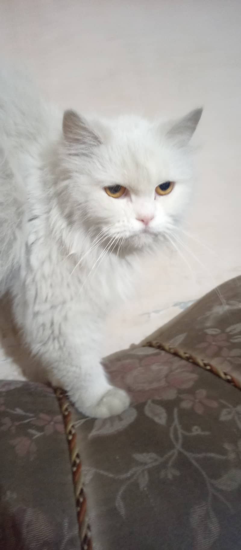 Persian cat female triple coat long fur friendly, cute and cuddler cat 8