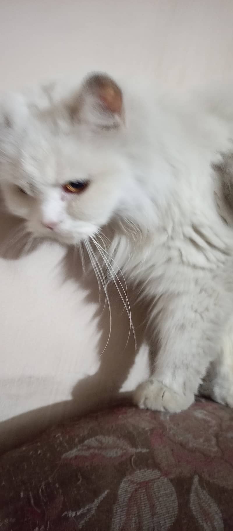 Persian cat female triple coat long fur friendly, cute and cuddler cat 10