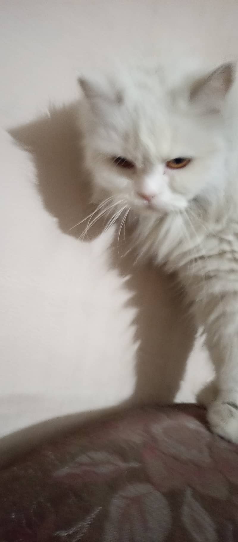 Persian cat female triple coat long fur friendly, cute and cuddler cat 11