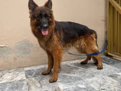 High quality German Shepherd For Sale