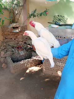 mashallah Heera breeder 1+2 set and Heera chicks +  java cross aseel.