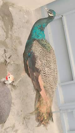 beautiful peacock available contact no 03088635787