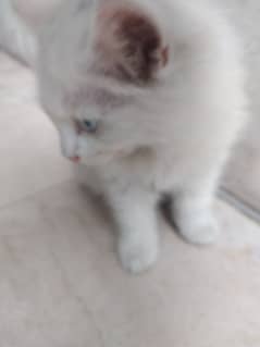 Odd Eye white Persian Kitten for Sale