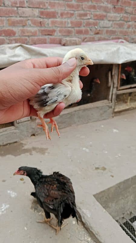 Aseel shamo cross pair and thier chicks 12