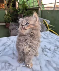 pure Persian Triple coat Fluffy kitten