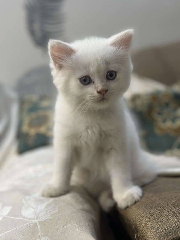 Persian kitten 0