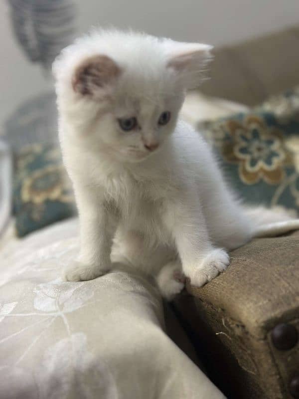 Persian kitten 6