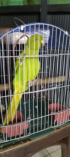 green parrot female hand time face to face Talking