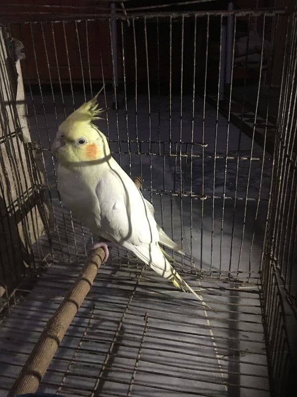 Koktel parrot single Female sell 3