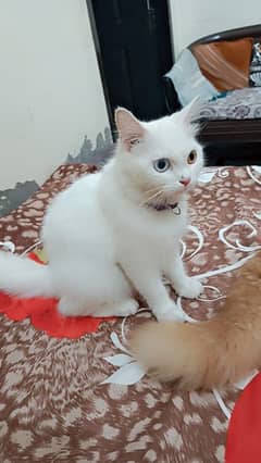 Persian cat