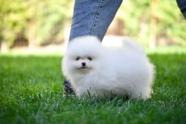 Pomeranian