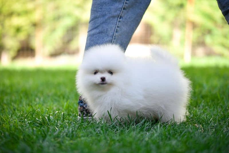 Pomeranian 0