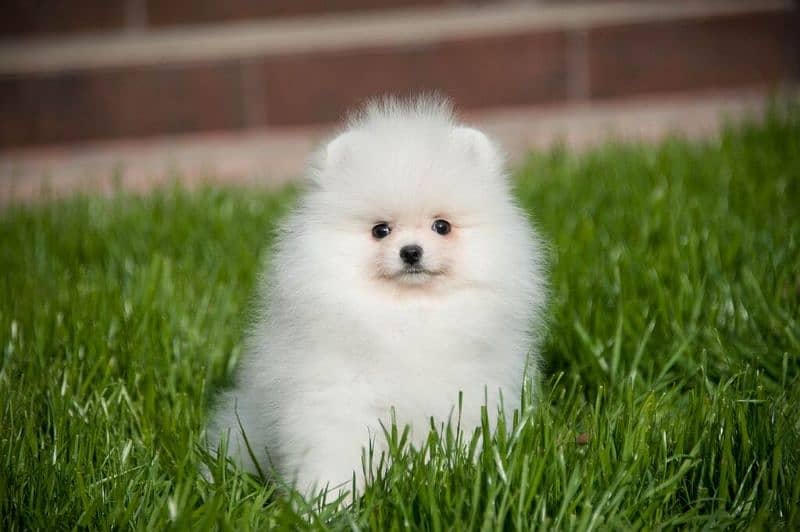 Pomeranian 1