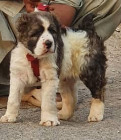 king alabai male full security dogs havey bone for sale