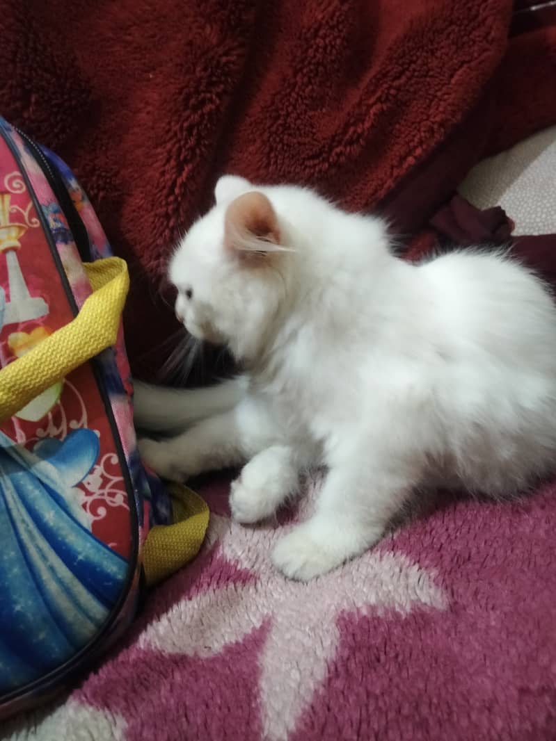 3 months Persian female kitten 0