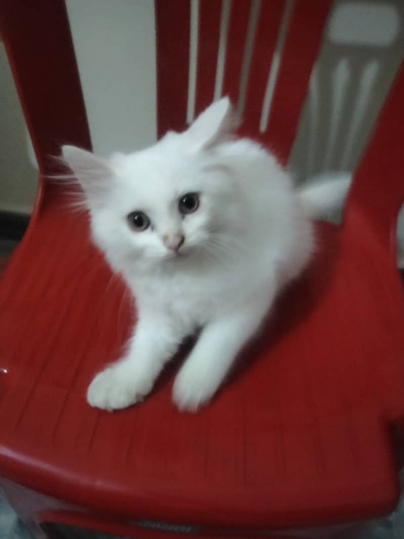 3 months Persian female kitten 2