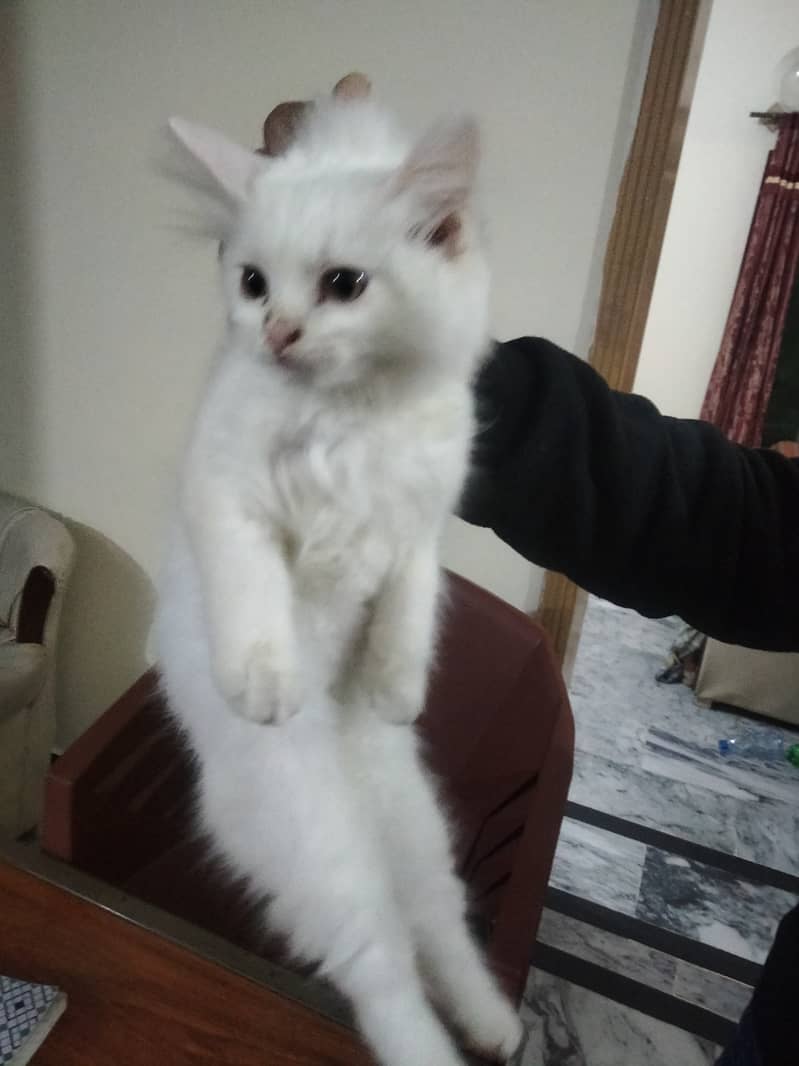 3 months Persian female kitten 3