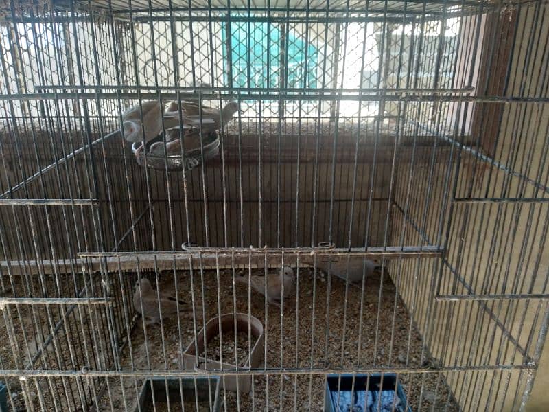 Bird Cages for sale 1