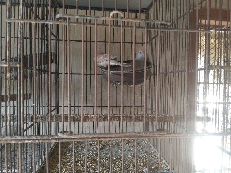 Bird Cages for sale 2