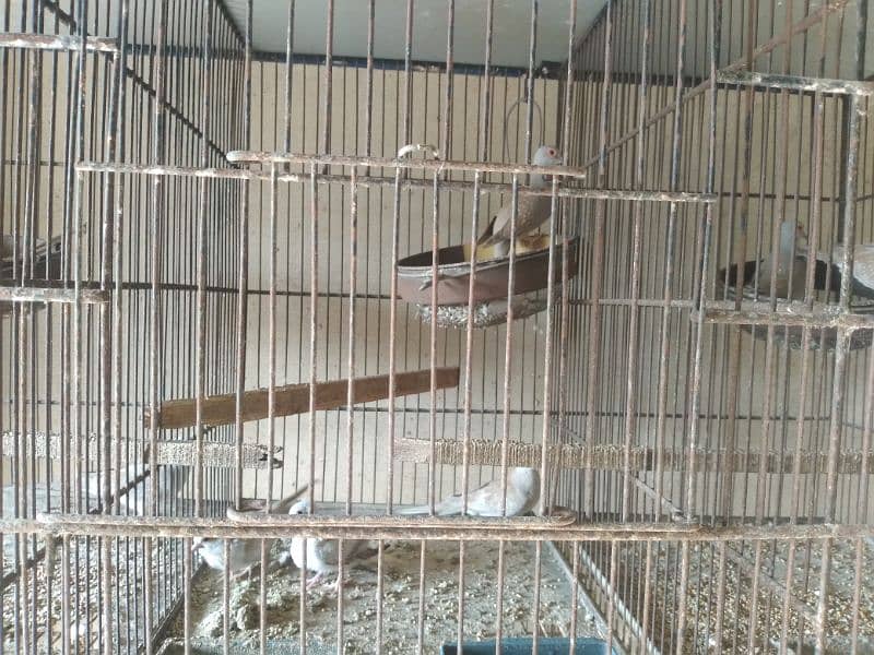 Bird Cages for sale 3