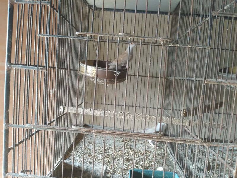 Bird Cages for sale 4