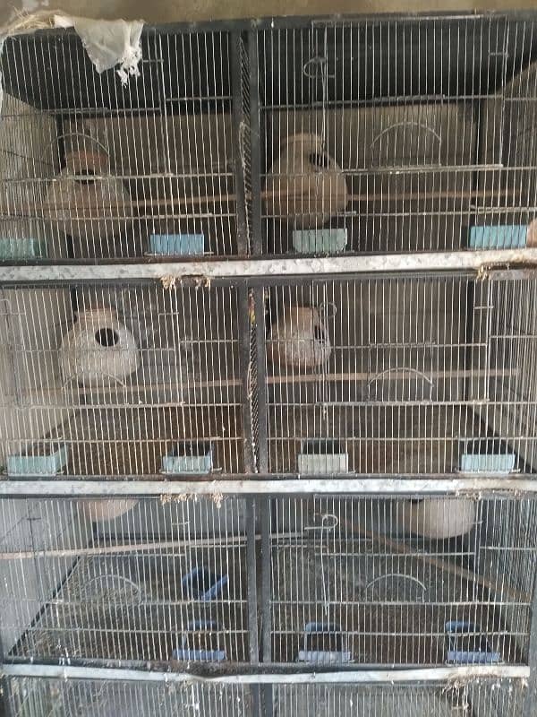 Bird Cages for sale 8