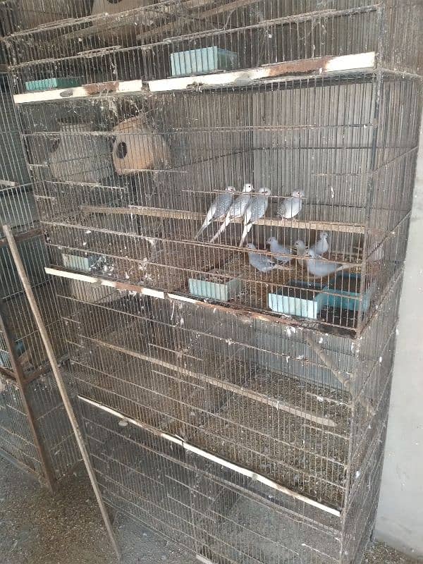 Bird Cages for sale 10