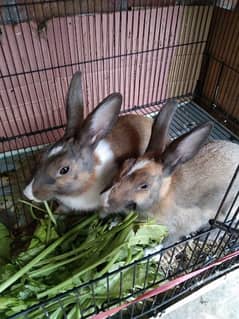 Brown rabbit pair