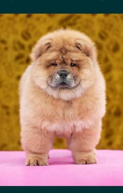 chow chow