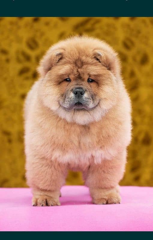 chow chow 0