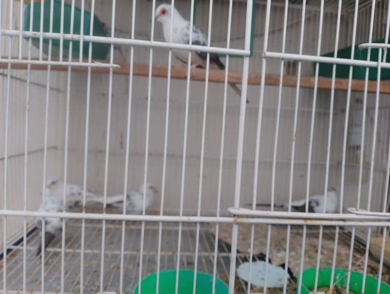 diamond pied dove 0